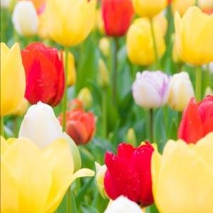 Meet your Posher, Chimgee